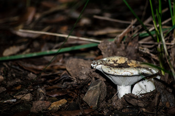 Mushrooms and undergrowth Macro close-up photo nature texture background rendering
