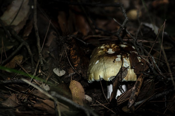 Mushrooms and undergrowth Macro close-up photo nature texture background rendering