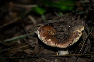 Mushrooms and undergrowth Macro close-up photo nature texture background rendering