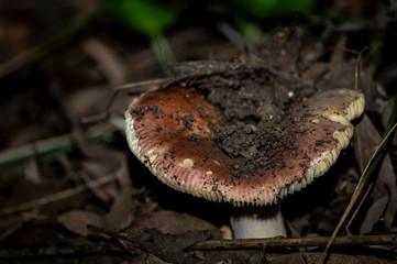 Mushrooms and undergrowth Macro close-up photo nature texture background rendering