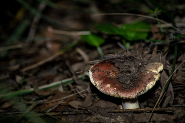 Mushrooms and undergrowth Macro close-up photo nature texture background rendering
