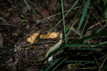 Mushrooms and undergrowth Macro close-up photo nature texture background rendering