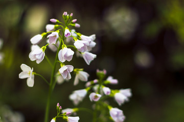 white meadowfoam flower