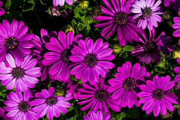 purple felicia amelloides summer flower