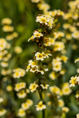 sisyrinchium striatum - pale yellow eyed grass flowers in summer