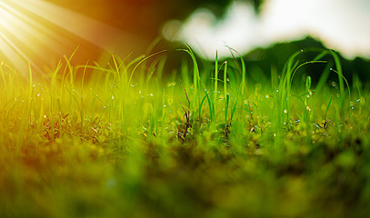 Close up seedlings of rice in rice fields with wet drops on the fresh green background, Rice seedlings and dew, Sapling planting of rice preparations in the paddy fields with sunshine in the morning.