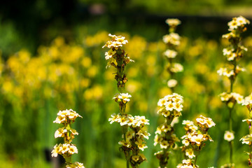 sisyrinchium striatum - pale yellow eyed grass flowers in summer © ontronix