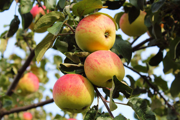 Fresh ripe apples on a branch in the garden. Close-up. Background.