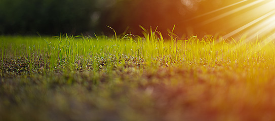 Close up seedlings of rice in rice fields with wet drops on the fresh green background, Rice seedlings and dew, Sapling planting of rice preparations in the paddy fields with sunshine in the morning.