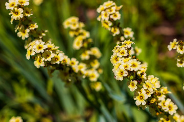 sisyrinchium striatum - pale yellow eyed grass flowers in summer