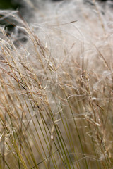 stipa feather grass