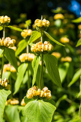 yellow turkish sage flower in summer