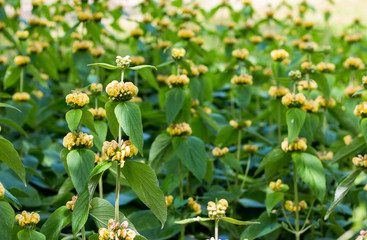 yellow turkish sage flower in summer
