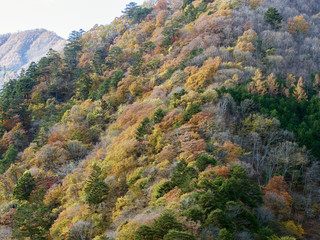 紅葉した山