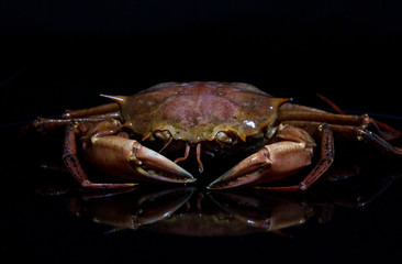 crab on a black background