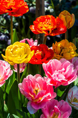 colorful tulips flowers