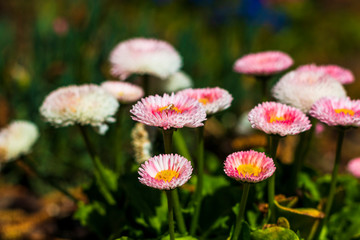 pink daisy english bellis perennis