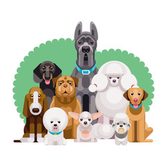 Flat illustration of dogs of different breeds sitting together from smallest to largest