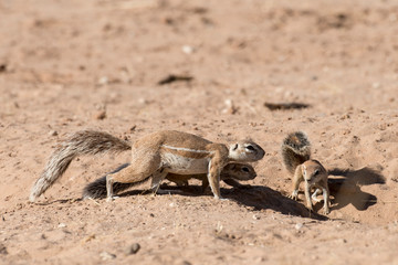 Ecureuil du Cap, Xerus inauris, Afrique du Sud
