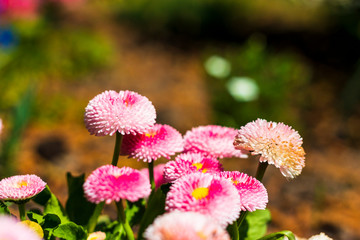 pink daisy english bellis perennis