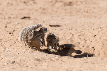 Fototapeta premium Ecureuil du Cap, Xerus inauris, Afrique du Sud
