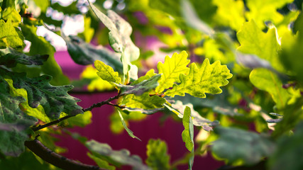 Green Oak Tree Leaves in Sunlight on Striped Magenta Background.