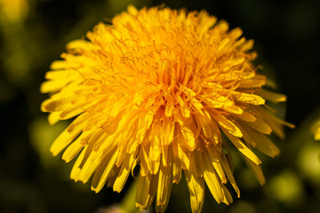 yellow dandelion flower