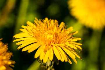 yellow dandelion flower