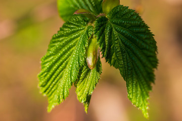 green hazelnut leaves background