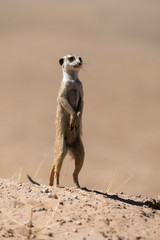 Fototapeta premium Suricate, Suricata suricatta, Parc national Kalahari, Afrique du Sud