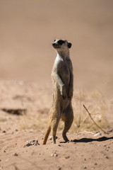 Suricate, Suricata suricatta, Parc national Kalahari, Afrique du Sud
