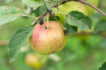 Close-up of green apples on a branch in the garden beautiful natural background