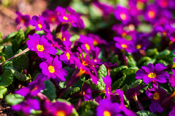 purple flowers in the garden