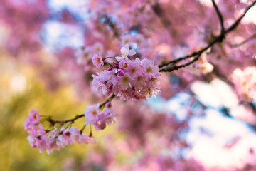 cherry blossom