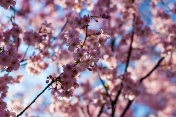 cherry blossom