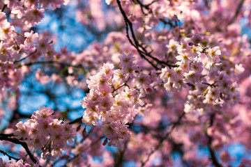cherry blossom in spring
