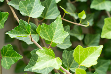 ivy Hedera helix green creeping plant close up as background