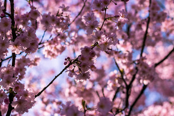 cherry tree blossom