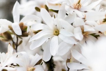 Obraz na płótnie Canvas white calla lily of the valley