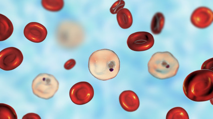 Blood smear in malaria patient. Plasmodium vivax inside red blood cell in the stage of ring-form trophozoite, the causative agent of malaria disease, 3D illustration