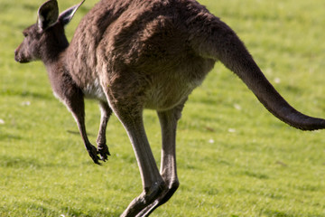 Naklejka na ściany i meble jumping kangaroo