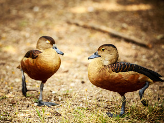 Colorful ducks in a zoo