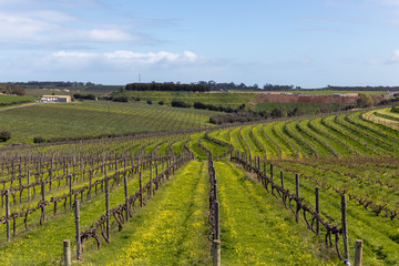 Fototapeta na wymiar Adelaide wine