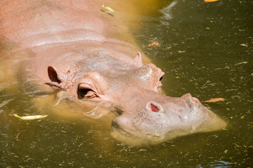 Hippopotamus (Hippopotamus Amphibius) bathing in waterhole