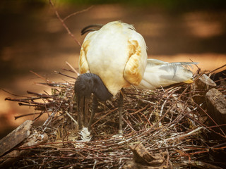 Birds in the cage of Thailand Zoo