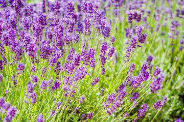 Obraz premium Blooming flower of lavender in the garden. Purple flowers, background.