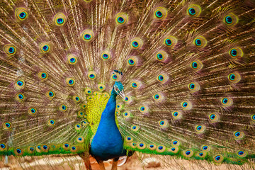 Fototapeta premium Thailand Male Peacock