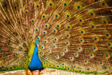 Obraz premium Thailand Male Peacock