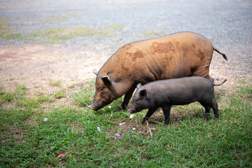 A pig and piggy couple are searching for food.