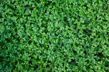 Obraz premium Green mos for on texture background.Nature background concept.